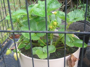 The strawberries are unruly so they are jailed.  Not really, if we don't jail them, the squirrels get them and the eyesore is definately worth getting a ripe, red strawberry!